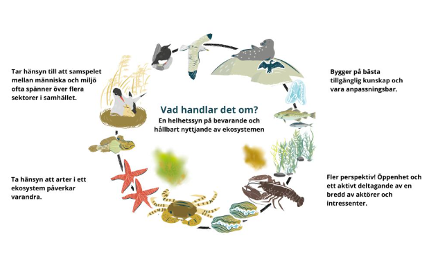 illustration av havets ekosystem
