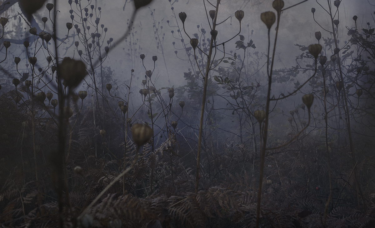 Torkade växter i dimmigt landskap.